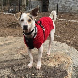 All proceeds go to a new home of my rescue pup!